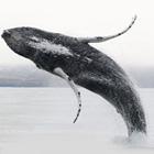Prøv en spændende hvalsafari fra Akureyri.