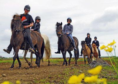 Vil du ride på islandske heste?