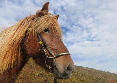 Den islandske hest