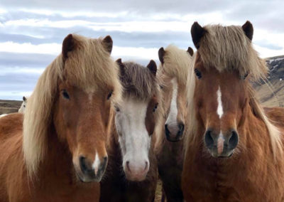 En dag på hestefarmen - Laxnes og islandske heste med ISLANDSREJSER