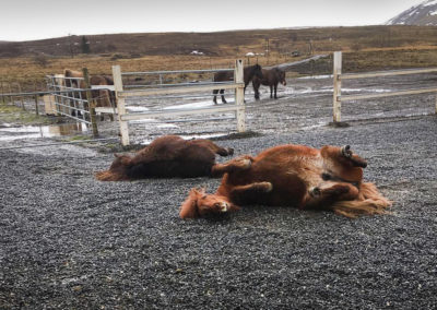 En dag på hestefarmen - Laxnes og islandske heste med ISLANDSREJSER