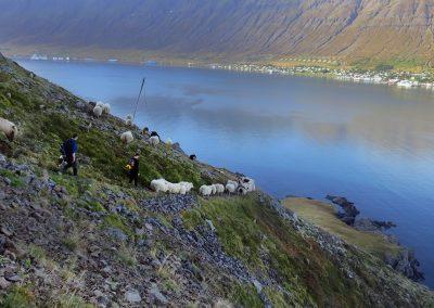 Fårene drives rundt langs klippevæggen - med udsigt over til Neskaupstadur ved Østfjordene