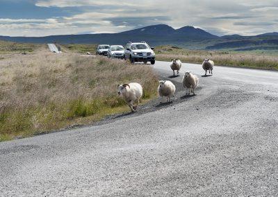 Får på vejen ses overalt i Island - så man skal holde godt øje med disse