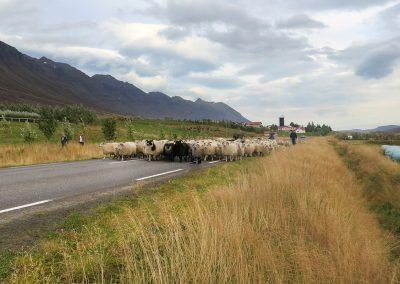 Dejligt syn af fåreflokken der er samlet ind fra bjergene og på vej til stedet hvor lammene skilles fra deres mødre