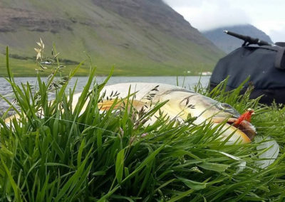 Fiskekortet - veidikortid og ørredfiskeri i Island - over 30 søer fordelt i Island