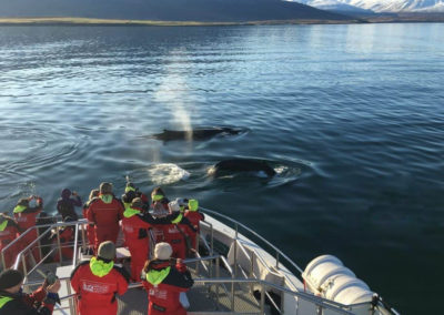 Hvalsafari fra Reykjavik - aktiviteter og dagture i Island