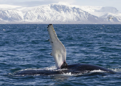 Hvalsafari fra Reykjavik - aktiviteter og dagture i Island