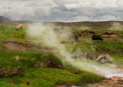Fårene hygger sig tæt på varme kilder i Hengill området på kør-selv ferie bilferie og grupperejser i Island med ISLANDSREJSER