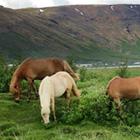 Udover storslået natur oplever vi denne dag at komme tæt på de charmerende og seje islandske heste.