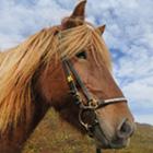 Måske en autentisk ridetur på de seje og tillidsfulde islandske heste kan friste i det her område.