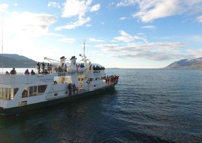 Hvalsafari på kør-selv ferie og bilferie i Island fra Akureyri