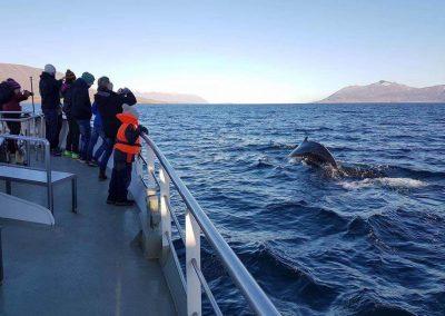 Hvalsafari fra Akureyri