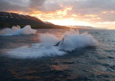 Hvalsafari i Island fra Akureyri