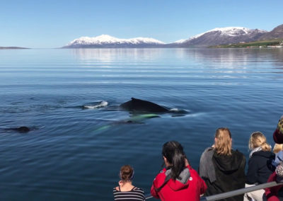 Hvalsafari på kør-selv ferie og bilferie i Island fra Akureyri