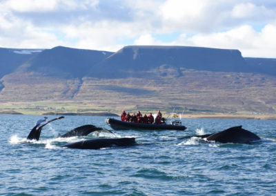 Hvalsafari på kør-selv ferie og bilferie i Island fra Akureyri