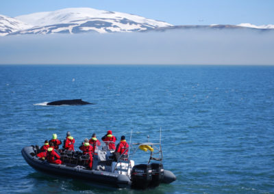 Hvalsafari på kør-selv ferie og bilferie i Island fra Akureyri