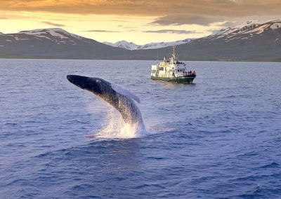 Hvalsafari på kør-selv ferie og bilferie i Island fra Akureyri