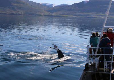 Hvalsafari i Island fra Dalvik på kør-selv ferie med ISLANDSREJSER