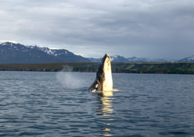 Hvalsafari i Island fra Dalvik på kør-selv ferie med ISLANDSREJSER