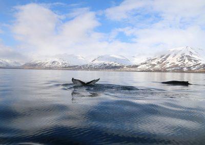 Hvalsafari i Island fra Dalvik