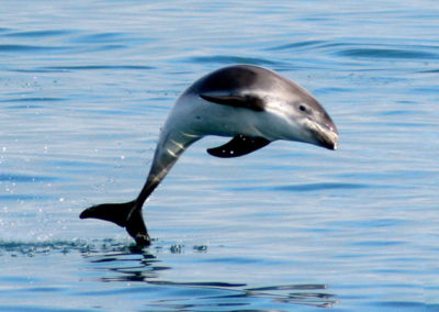 Hvalsafari i Island fra Dalvik på kør-selv ferie med ISLANDSREJSER