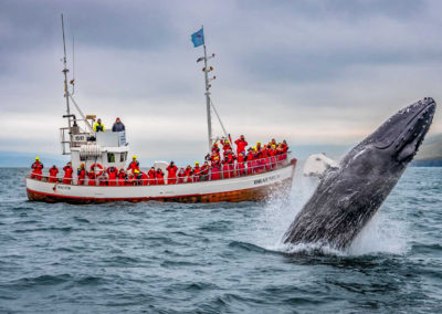 Hvalsafari i Island fra Dalvik på kør-selv ferie med ISLANDSREJSER