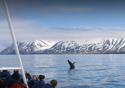 Hvalsafari i Island fra Dalvik på kør-selv ferie med ISLANDSREJSER