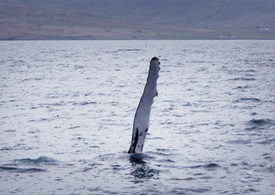 Hvalsafari i Island fra Holmavik på kør-selv ferie og bilferie med ISLANDSREJSER