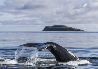 Hvalsafari i Island fra Holmavik på kør-selv ferie og bilferie med ISLANDSREJSER