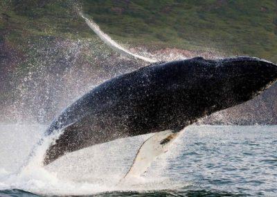 Hvalsafari i Island fra Holmavik på kør-selv ferie og bilferie med ISLANDSREJSER