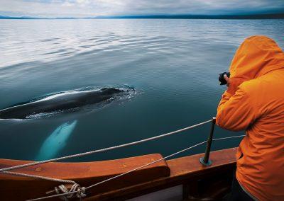 Hvalsafari fra Husavik med ISLANDSREJSER