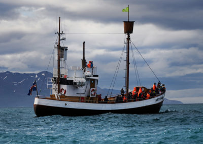 Hvalsafari fra Husavik med ISLANDSREJSER