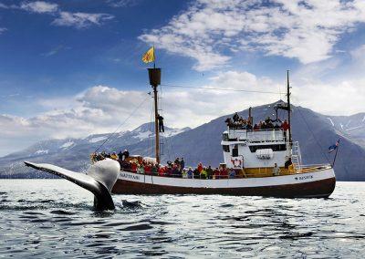 Hvalsafari fra Husavik i Island - oplev bla. blåhval i dette farvand
