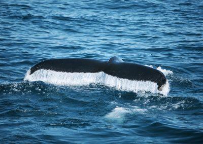 Blåhval, finhval, pukkelhval, vågehval, spækhugger, kaskelothval - hvalsafari i Island