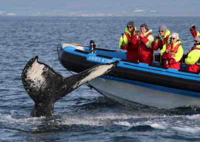 Hvalsafari fra Husavik med ISLANDSREJSER