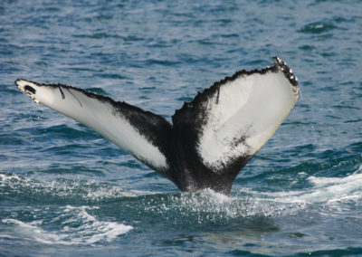 Hvalsafari fra Husavik med ISLANDSREJSER