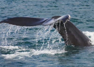 Hvalsafari fra Husavik med ISLANDSREJSER