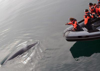 Hvalsafari i Island fra Reykjavik