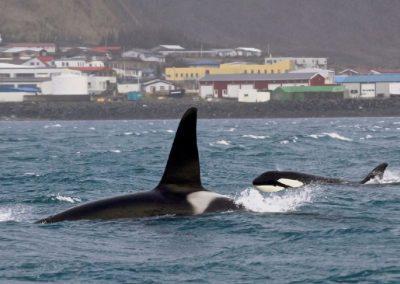 Hvalsafari i Island fra Snæfellsnes