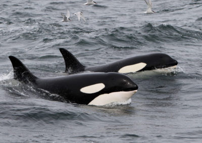 Hvalsafari i Island fra Snæfellsnes på kør-selv ferie med ISLANDSREJSER