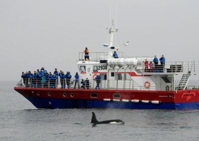 Hvalsafari i Island fra Snæfellsnes på kør-selv ferie med ISLANDSREJSER