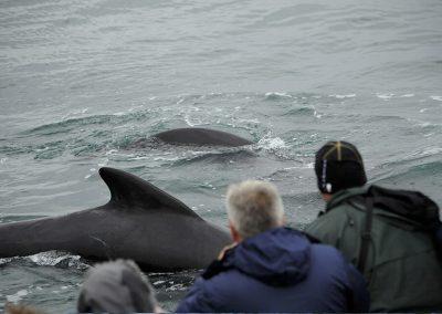 Hvalsafari i Island fra Snæfellsnes