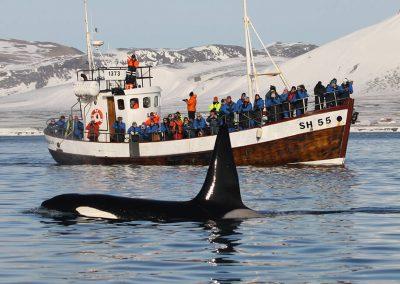 Hvalsafari i Island fra Snæfellsnes på kør-selv ferie med ISLANDSREJSER