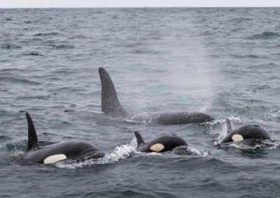 Hvalsafari i Island fra Snæfellsnes på kør-selv ferie med ISLANDSREJSER