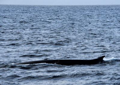 Hvalsafari i Island fra Snæfellsnes på kør-selv ferie med ISLANDSREJSER