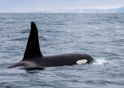 Hvalsafari i Island fra Snæfellsnes på kør-selv ferie med ISLANDSREJSER