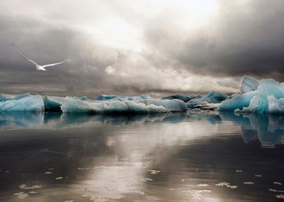 Jökulsárlón gletsjerlagune med dramatiske farver og arktisk terne i luften :: foto: Lars Viberg - ISLANDSREJSER