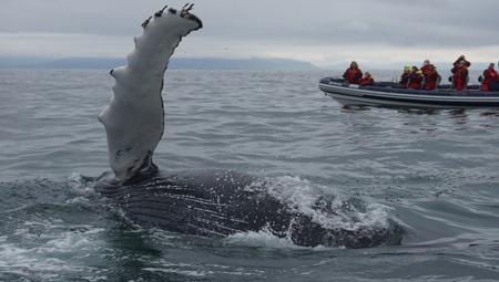 Hvalsafari fra Akureyri