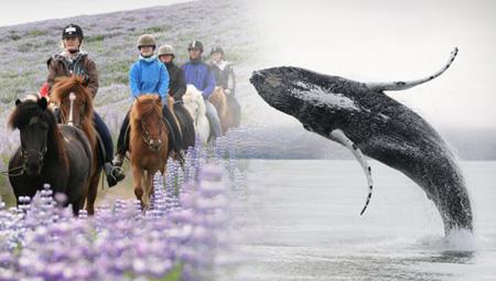 Rideture i Island på islandske heste - kombineret med hvalsafari