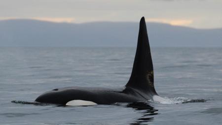 Hvalsafari fra Snæfellsnes